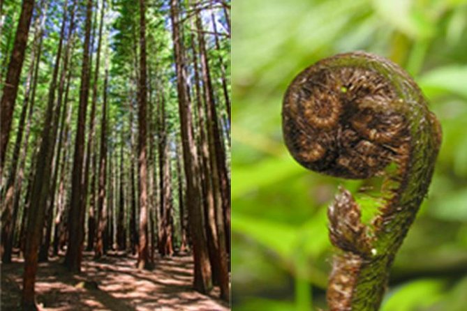 6.5 hour Small-Group Rotorua Naturally Shore Excursion - Tauranga - From Tauranga Port to Rotorua’s geothermal heart