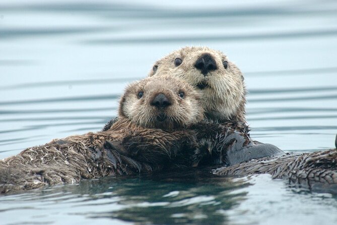 A Comfortable Sitka Whale Watching Wildlife Shore Excursion - Key highlights I’d circle before you book