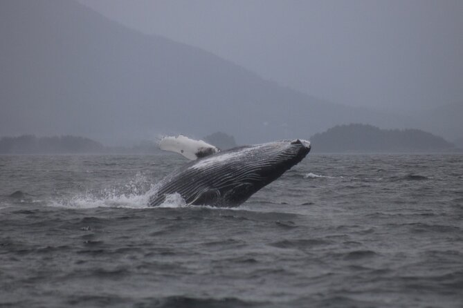 A Comfortable Sitka Whale Watching Wildlife Shore Excursion - Comfort that actually helps: why the heated boat and snacks matter