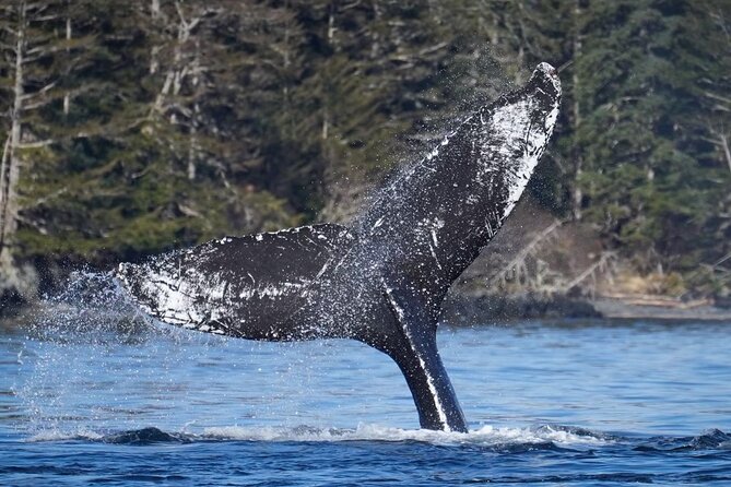 A Comfortable Sitka Whale Watching Wildlife Shore Excursion - Group size and vibe: private-feel without the private price shock
