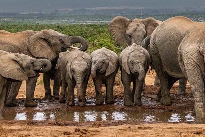 Addo Elephant Park Safari & Shore Excursion from Port Elizabeth - Key Highlights You’ll Actually Care About