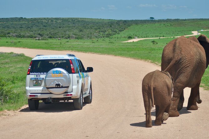 Addo Elephant Park Safari & Shore Excursion from Port Elizabeth - Why Addo Elephant National Park Fits a Cruise Day So Well
