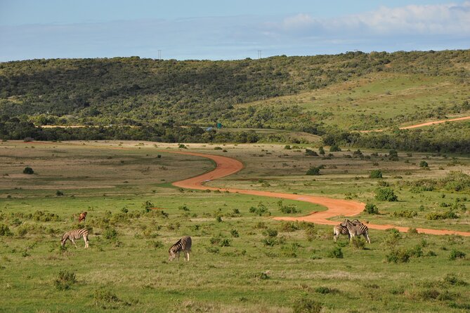 Addo Elephant Park Safari & Shore Excursion from Port Elizabeth - Two Game Drives in Addo: How Sightings Usually Happen