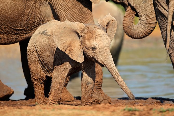 Addo Elephant Park Safari & Shore Excursion from Port Elizabeth - Timing, Comfort, and What Makes the Day Feel Efficient