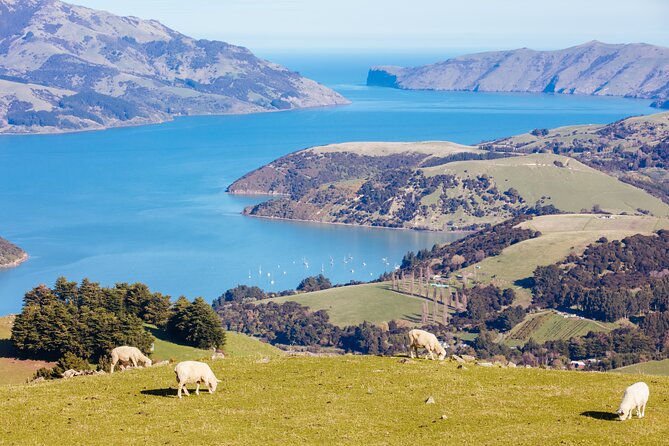 Akaroa & Giants House Garden tour ex Lyttelton (Shore Excursion) - Small-group comfort (max 8) on the road to Akaroa