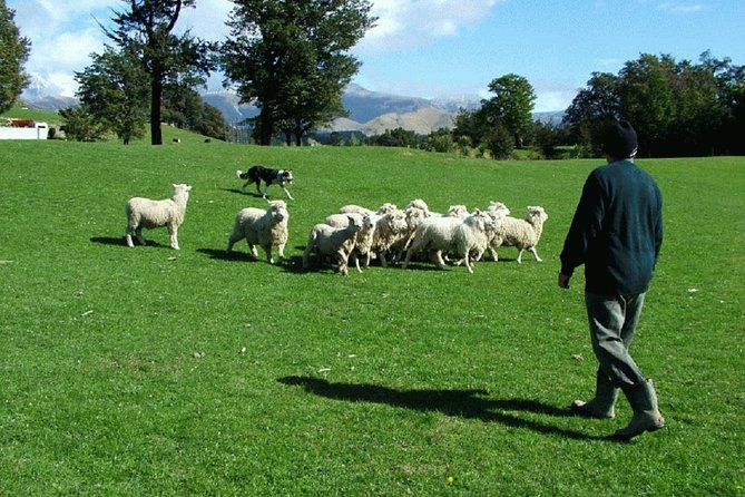 Akaroa Shore Excursion: Akaroa Harbour and Sheep Farm Local Tour - Key things that make this tour worth your time