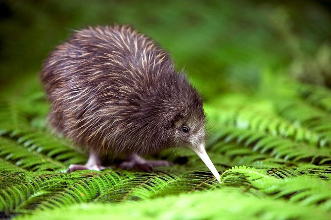 Akaroa Shore Excursion: Banks Peninsula, Christchurch City Tour and Willowbank Wildlife Reserve - Key points I’d plan around