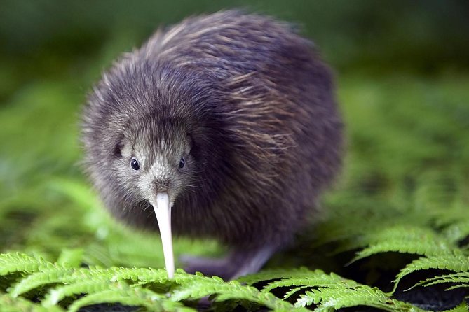 Akaroa Shore Excursion: Banks Peninsula, Christchurch City Tour and Willowbank Wildlife Reserve - Central Christchurch rebuild tour: what you can notice fast