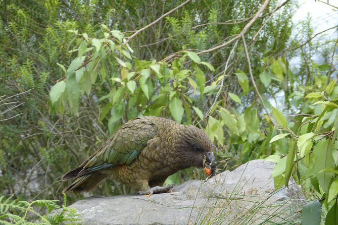 Akaroa Shore Excursion: Banks Peninsula, Christchurch City Tour and Willowbank Wildlife Reserve - Timing and port pressure: why the day can feel long