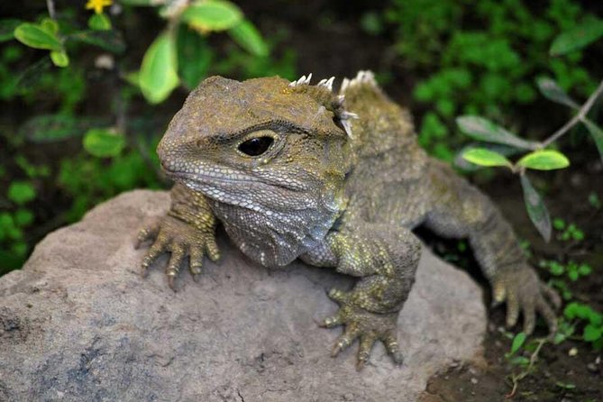 Akaroa Shore Excursion: Banks Peninsula, Christchurch City Tour and Willowbank Wildlife Reserve - What you get for the money: $123.49 is the trade-off