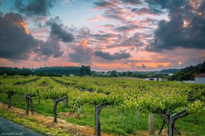Albariño trails Private Wine Tour/Shore excursion from Vigo - The 9:00 am Vigo pickup and how the day stays smooth