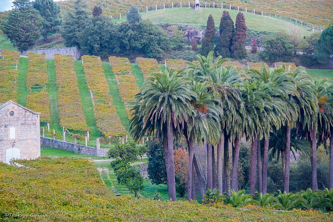 Albariño trails Private Wine Tour/Shore excursion from Vigo - The parras system and why it matters in your glass