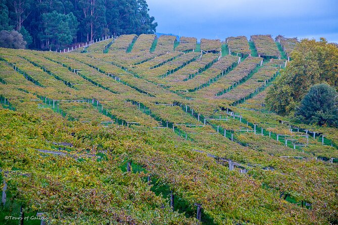 Albariño trails Private Wine Tour/Shore excursion from Vigo - Private vehicle comfort plus small perks you’ll notice