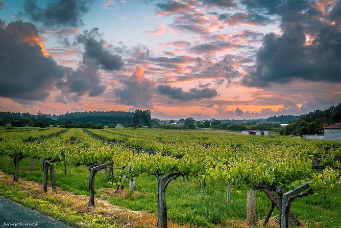 Albariño trails Private Wine Tour/Shore excursion from Vigo - The 9:00 am Vigo pickup and how the day stays smooth