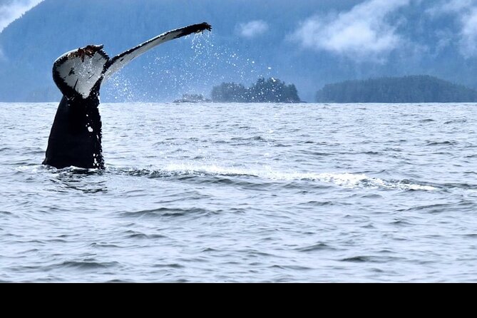 Amazing Whale Watching and Marine Wildlife Shore Excursion - Crescent Harbor check-in: start on the right foot