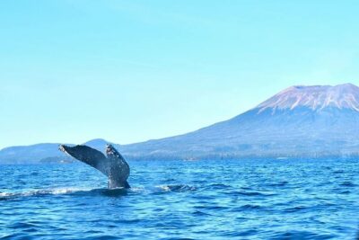 Amazing Whale Watching and Marine Wildlife Shore Excursion - What your 2 hours really looks like on the water