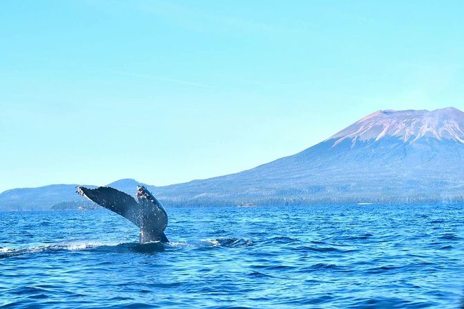 Amazing Whale Watching and Marine Wildlife Shore Excursion - What your 2 hours really looks like on the water