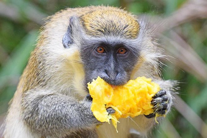Barbados Shore Excursion: Wildlife Encounter and Beach Day - How the Bridgetown Schedule Works (and What to Expect From the Time)