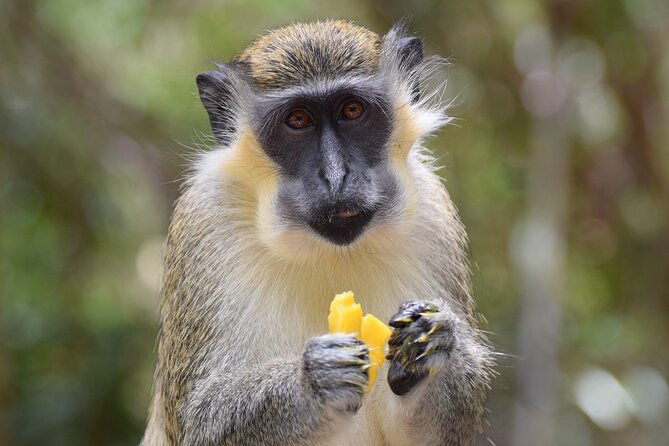 Barbados Shore Excursion: Wildlife Encounter and Beach Day - Barbados Wildlife Reserve: Green Monkeys and the Truth About Wild Animals