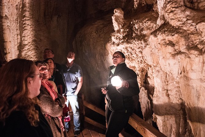Bay of Islands Glow Worm Caves & Scenic Shore Excursion - Manginangina Kauri Walk: the best kind of short nature stop