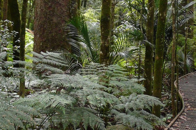 Bay of Islands Glow Worm Caves & Scenic Shore Excursion - Price and value: why $139.63 can make sense for a shore day