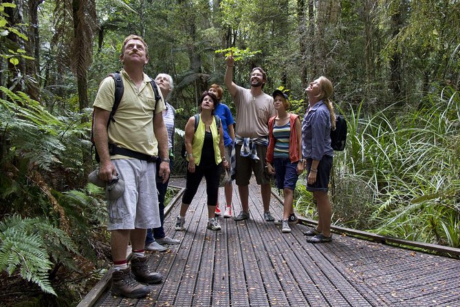 Bay of Islands Shore Excursion: Puketi Rainforest Guided Walk - Key points before you go