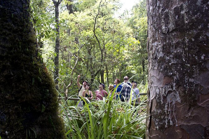 Bay of Islands Shore Excursion: Puketi Rainforest Guided Walk - Why The Puketi Rainforest Hike Fits A Bay of Islands Shore Day