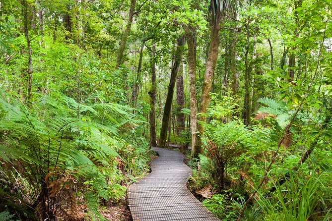 Bay of Islands Shore Excursion: Puketi Rainforest Guided Walk - What You Learn Along the Way: Kauri Giants, Kokako, and Maori Legends