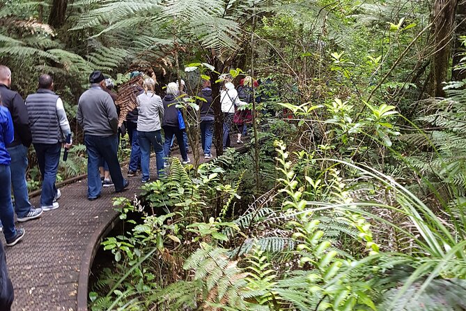 Bay of Islands Shore Excursion: Puketi Rainforest Guided Walk - Who Should Book, and Who Might Want the Easier Option