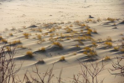 Best of Klaipeda & Curonian Spit Join-in Shore Excursion - Grey Dunes and “witchy” woodland moments