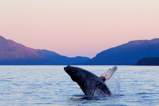 Best Whale Watching and Wildlife Shore Excursion in Sitka - Key things that make this Sitka whale tour worth your time