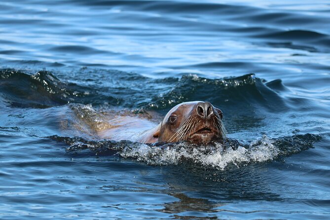 Best Whale Watching and Wildlife Shore Excursion in Sitka - Wildlife etiquette you can feel: engine-off moments and respectful distance