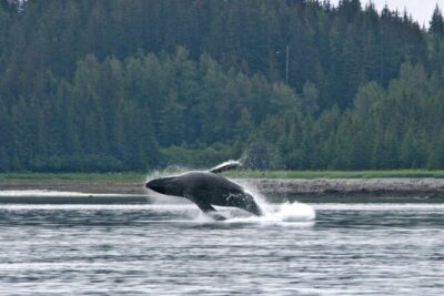 Best Whale Watching and Wildlife Shore Excursion in Sitka - Stop: Sitka Sound viewing time (and what you’re actually looking for)