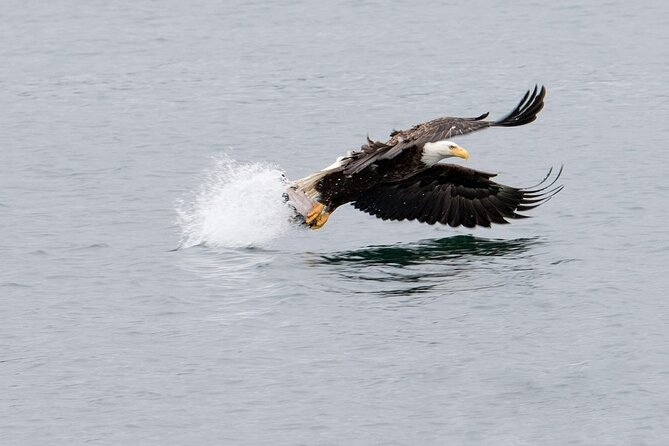 Best Whale Watching and Wildlife Shore Excursion in Sitka - Weather, timing, and your cruise schedule