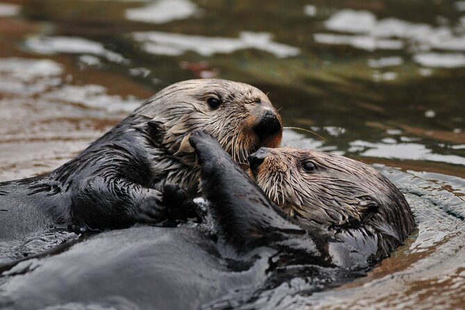 Best Whale Watching and Wildlife Shore Excursion in Sitka - Getting there: where you meet and what to expect onboard