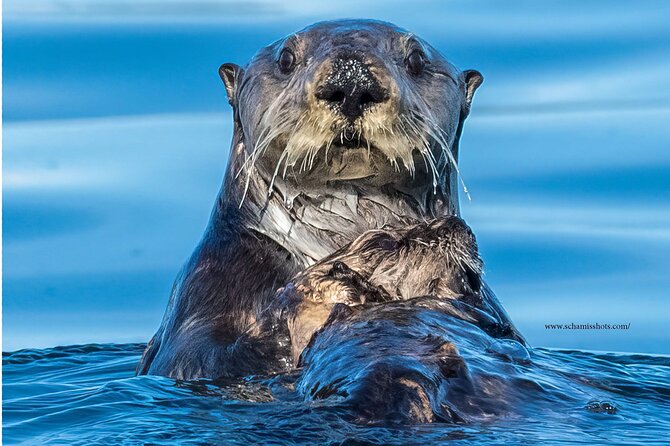 Best Whale Watching and Wildlife Shore Excursion in Sitka - Price and value: is $205 worth it for 2.5 hours?