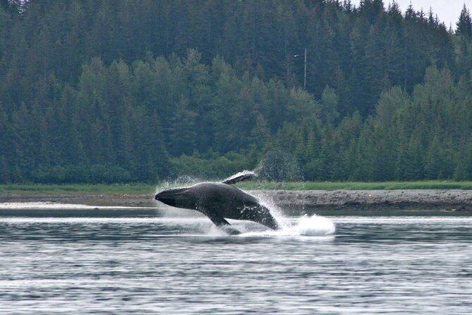 Best Whale Watching and Wildlife Shore Excursion in Sitka - Stop: Sitka Sound viewing time (and what you’re actually looking for)