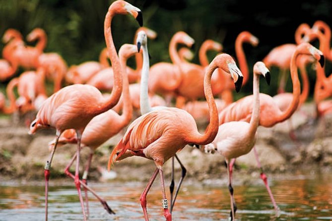 Bonaire Shore Excursion: The Bonaire Highlights Tour - Key things to know before you go