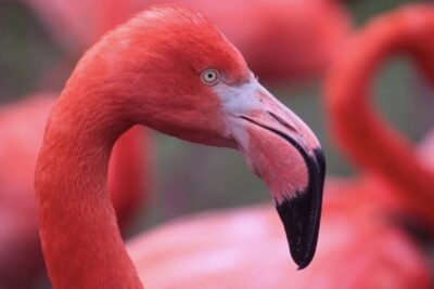 Bonaire Shore Excursion: The Bonaire Highlights Tour - Price and what $89.23 buys you (value vs. just a ride)