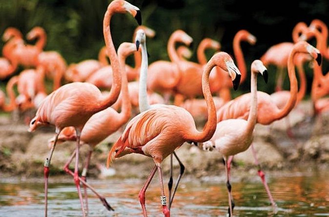 Bonaire Shore Excursion: The Bonaire Highlights Tour - Small villages and national park time: seeing Bonaire beyond the postcard