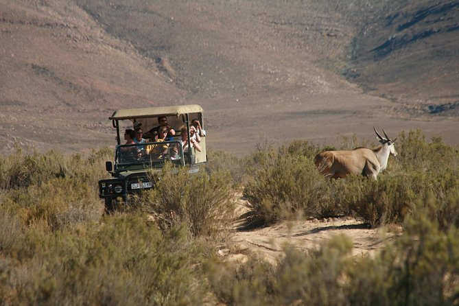 Cape Town Shore Excursion: Big Five Game Reserve from Cape Town - Touwsrivier Arrival: Welcome Drinks and the Start of the Game Drive