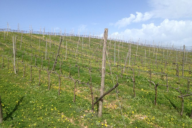 Chania Shore Excursion Off Road Vineyard and Winery Tour Half Day - Key highlights at a glance
