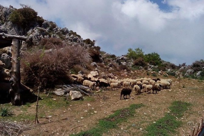 Chania Shore Excursion to the White Mountains - Price and Value: Why $114.28 Can Make Sense