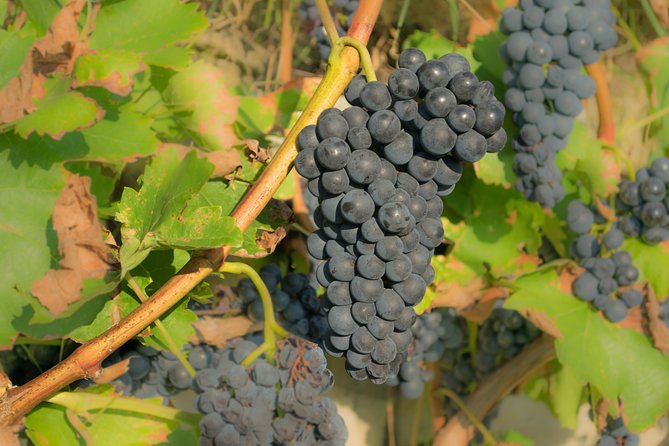 Chianti Experience Shore Excursion from Livorno Port - Wine tasting costs: how to keep the day within your budget