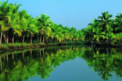 Cochin Shore Excursion: Backwater Houseboat Tour and Chinese Nets - Kerala Backwaters Cruise Through Villages and Paddy Fields