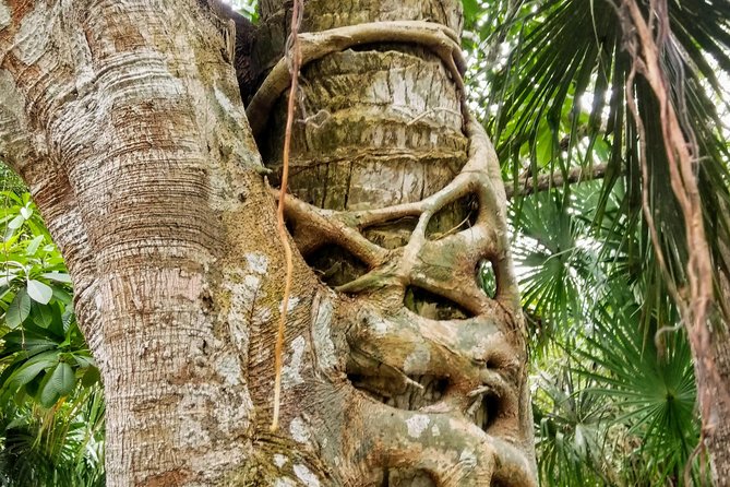 Costa Maya Shore Excursion: Chacchoben Day Trip - Jungle animals and rainforest senses: spotting what’s real