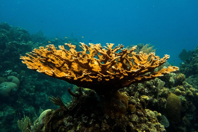 Cruise Excursion – 2 Scuba Dives with transport (for certified divers) - Key highlights to know before you go