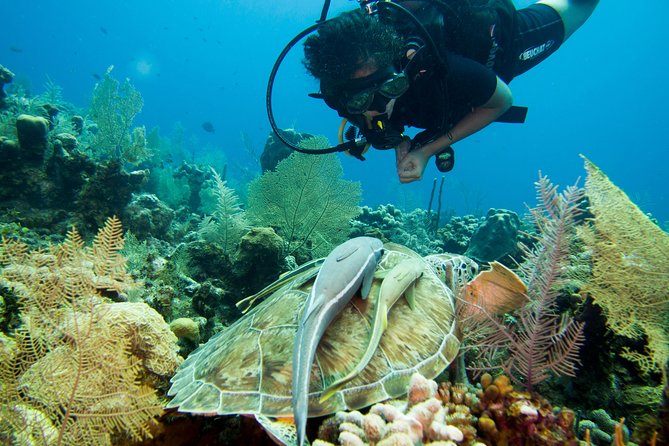 Cruise Excursion – 2 Scuba Dives with transport (for certified divers) - Getting picked up and staying on cruise time