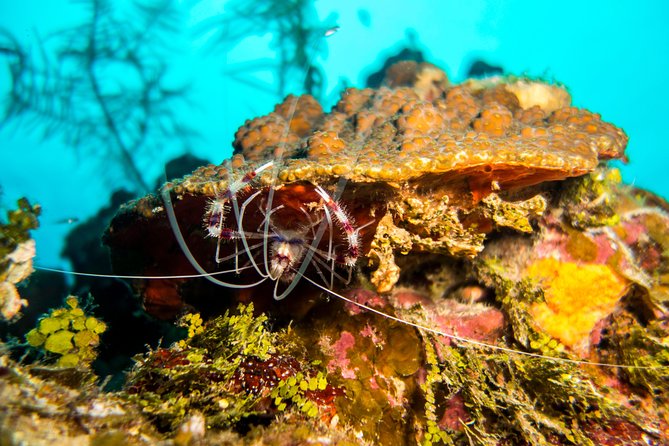 Cruise Excursion – 2 Scuba Dives with transport (for certified divers) - Price and value: what $185 buys you in Roatán