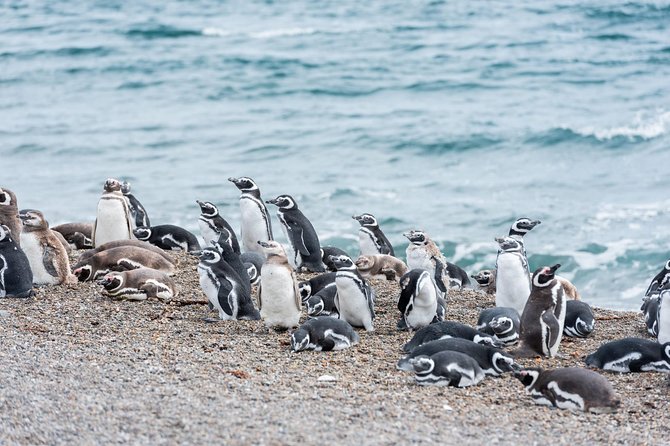 Cruise Shore Excursion Ea San Lorenzo Peninsula Valdes - Patagonia - Argentina - Quick picks: what makes this excursion worth your time